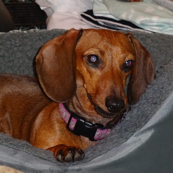 Meet your Posher, Paisley Tweed - Picture 7 of 8